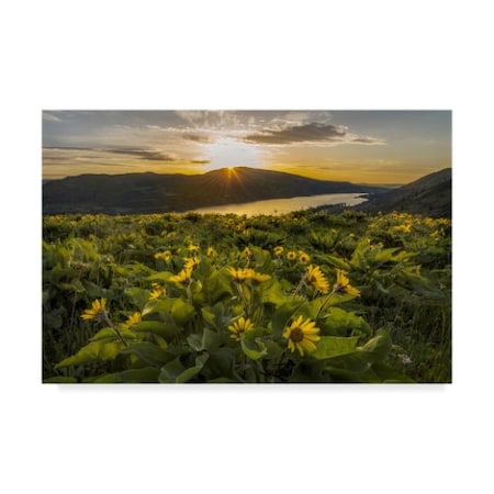 Danny Head 'Wake Up Call Sunflower' Canvas Art,22x32